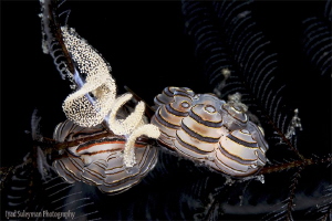 Donut Nudibranch laying eggs by Iyad Suleyman 